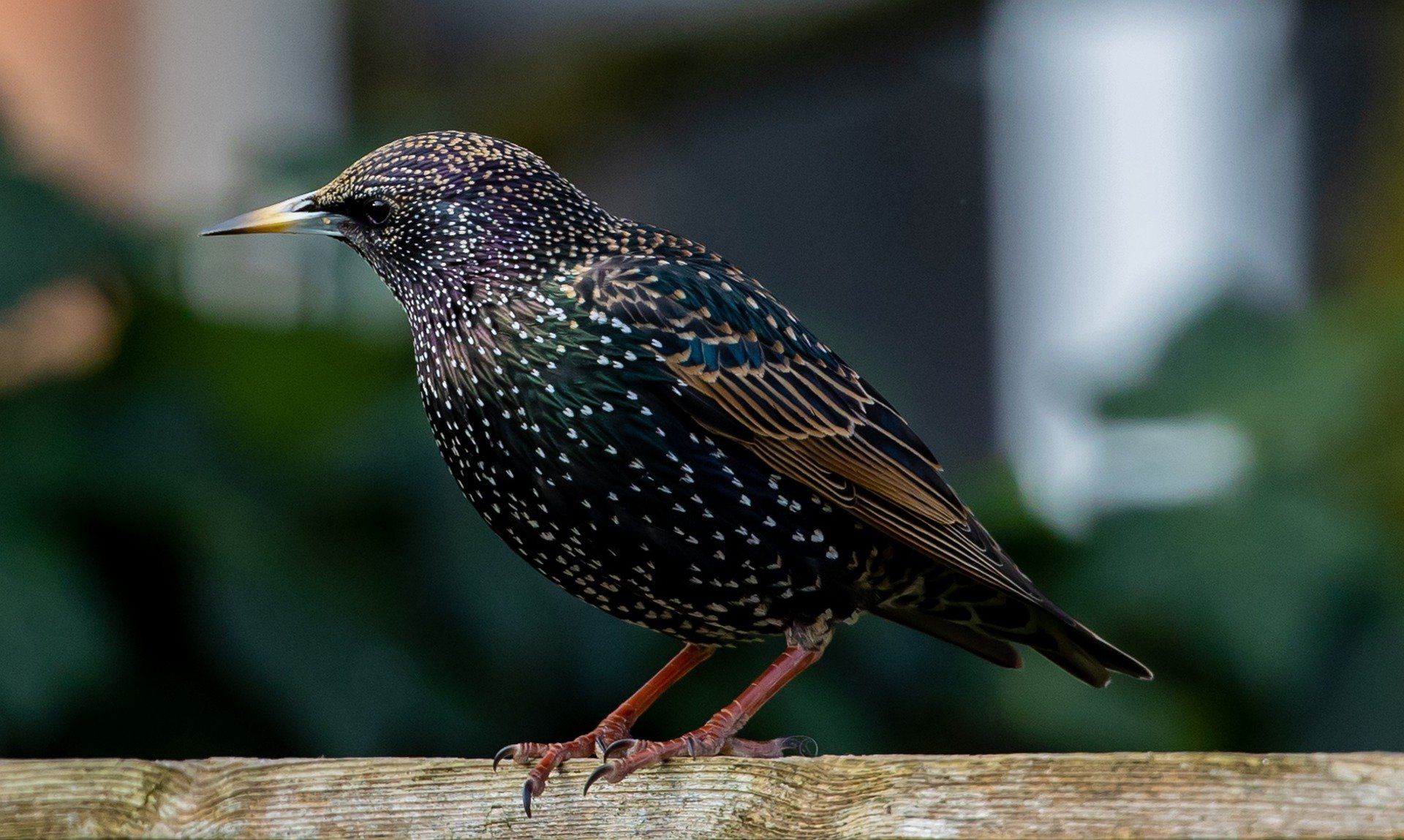 Starlings Pest Control Stevenage, Hertfordshire 